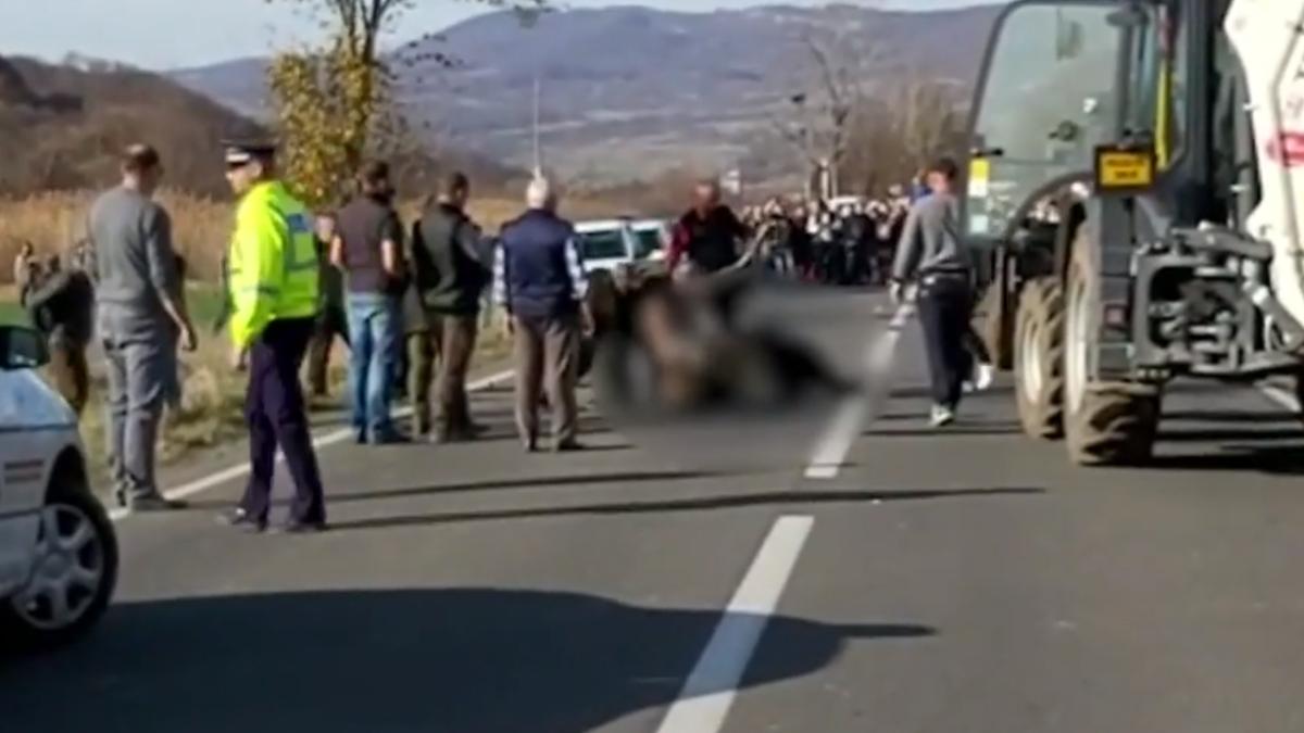 urs-agonie-sosea-harghita_29428500