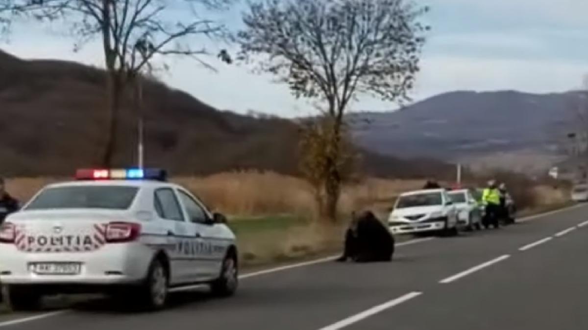 urs_ridicat_praid_cpv_02141200