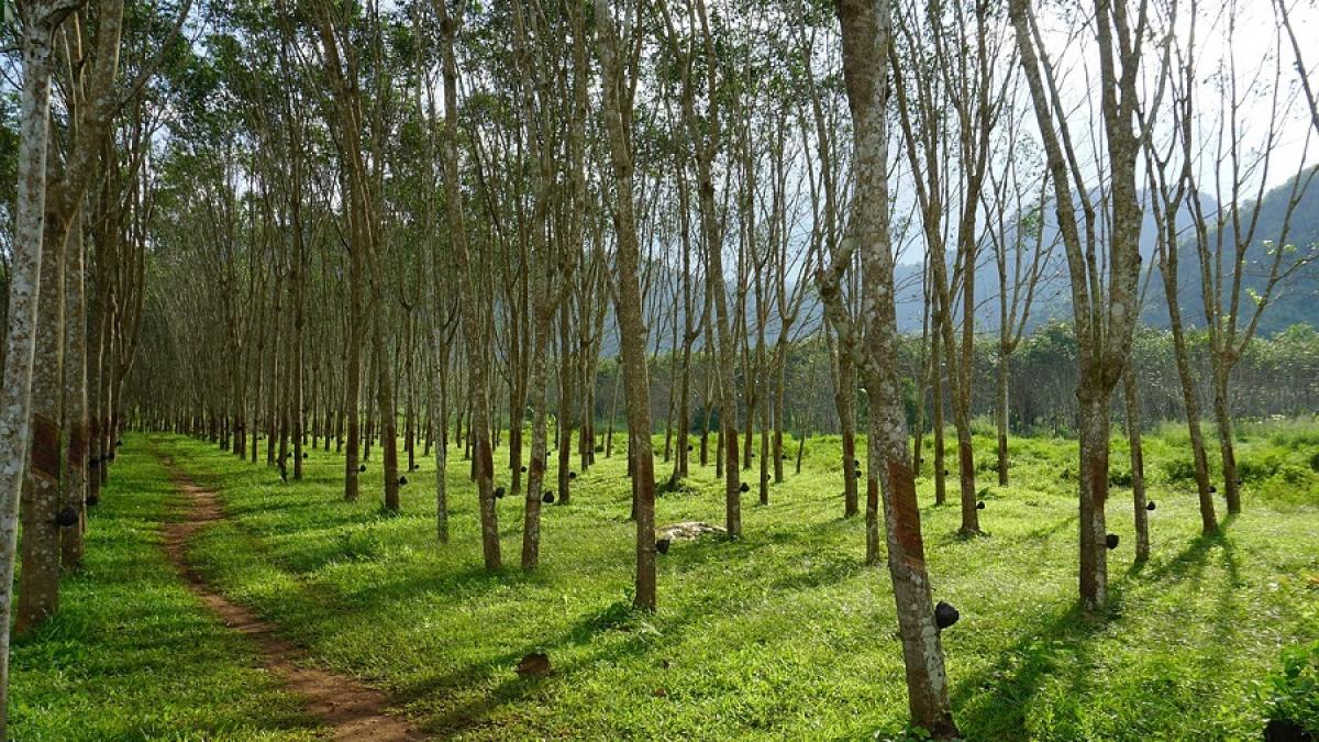 padure_copaci_75145000