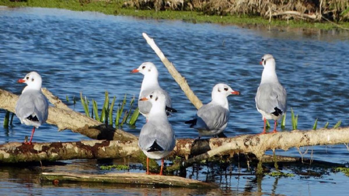 delta_dunarii_pescarusi_fb_00811400