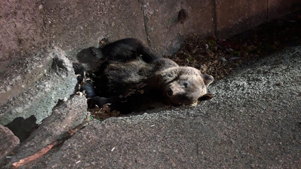 whatsapp-image-2019-11-21-at-20-48-21_93383100