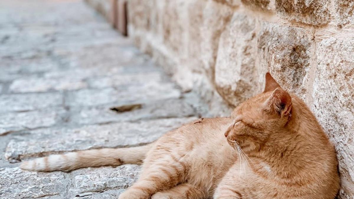 pisica_jojo_59135500