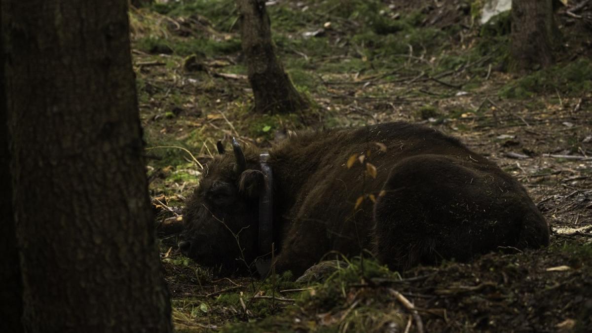 zimbri-fagaras-conservation-carpathia_daniel-mirlea-3_53273600