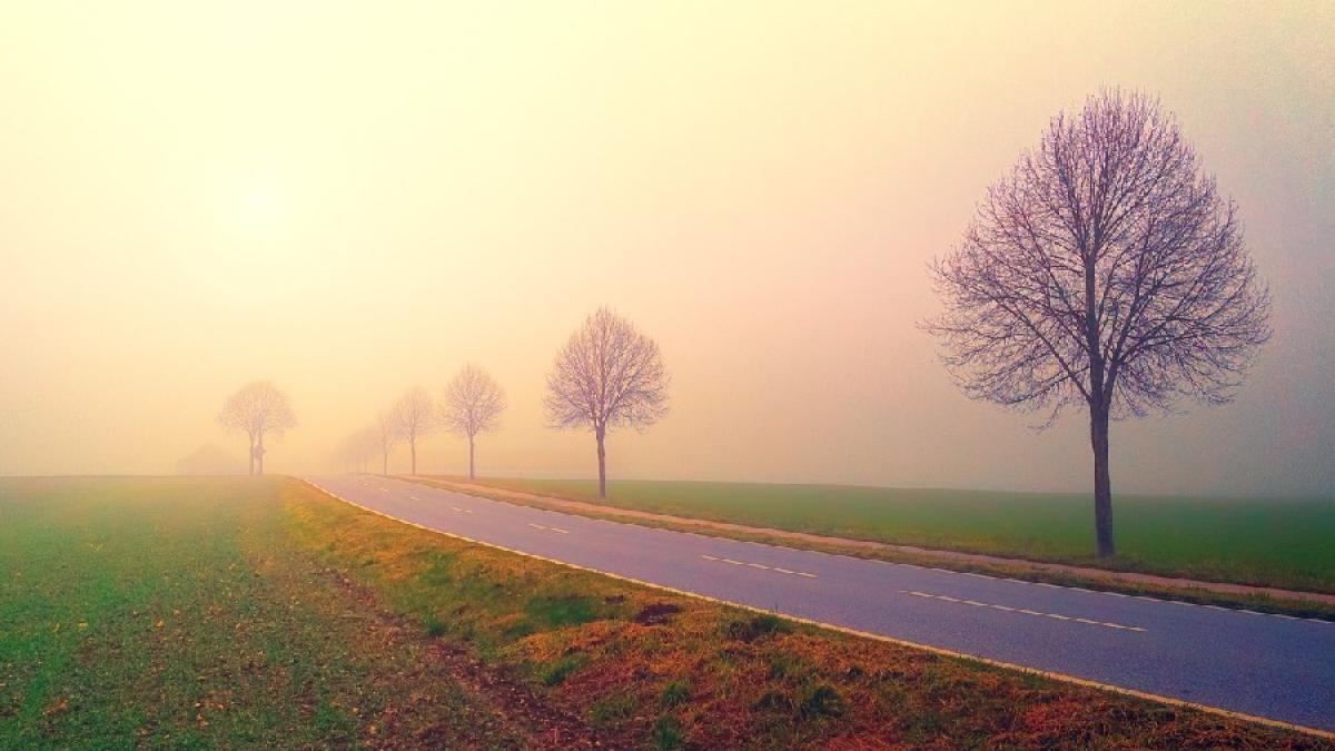 ceata_copaci_sosea_41618300