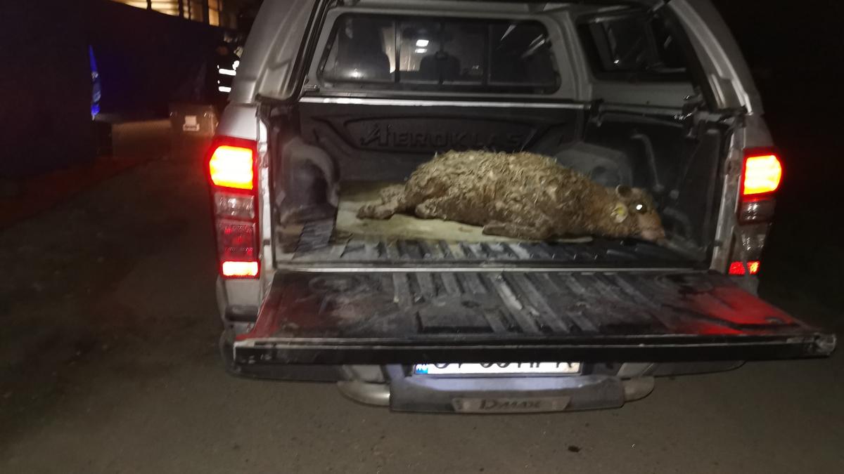 kola_kariola_96259000