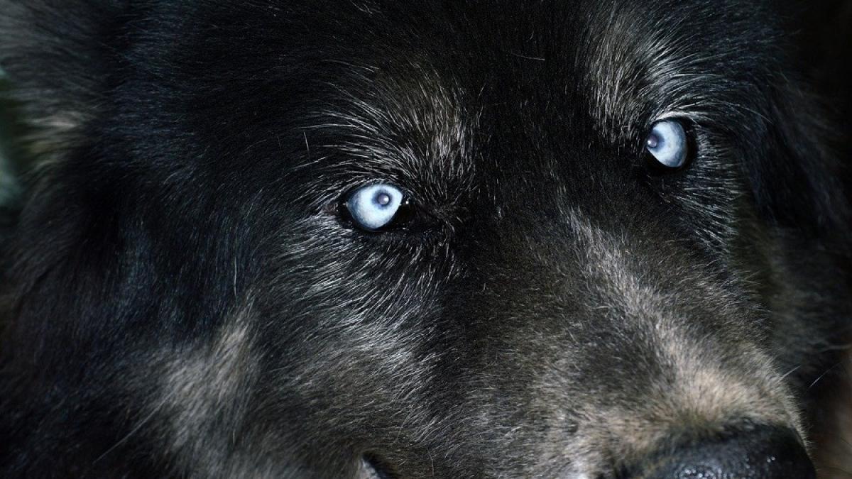 lup_negru_an_dacic_84232400