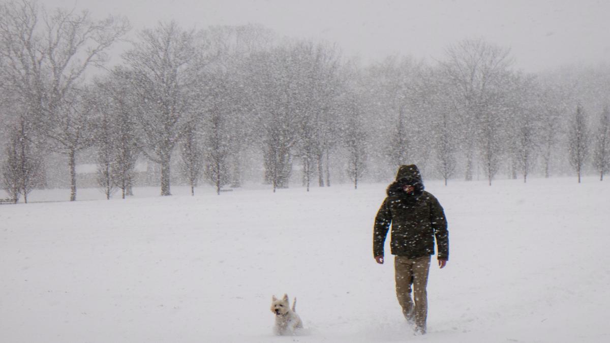 ninsoare-caine-om_79727900