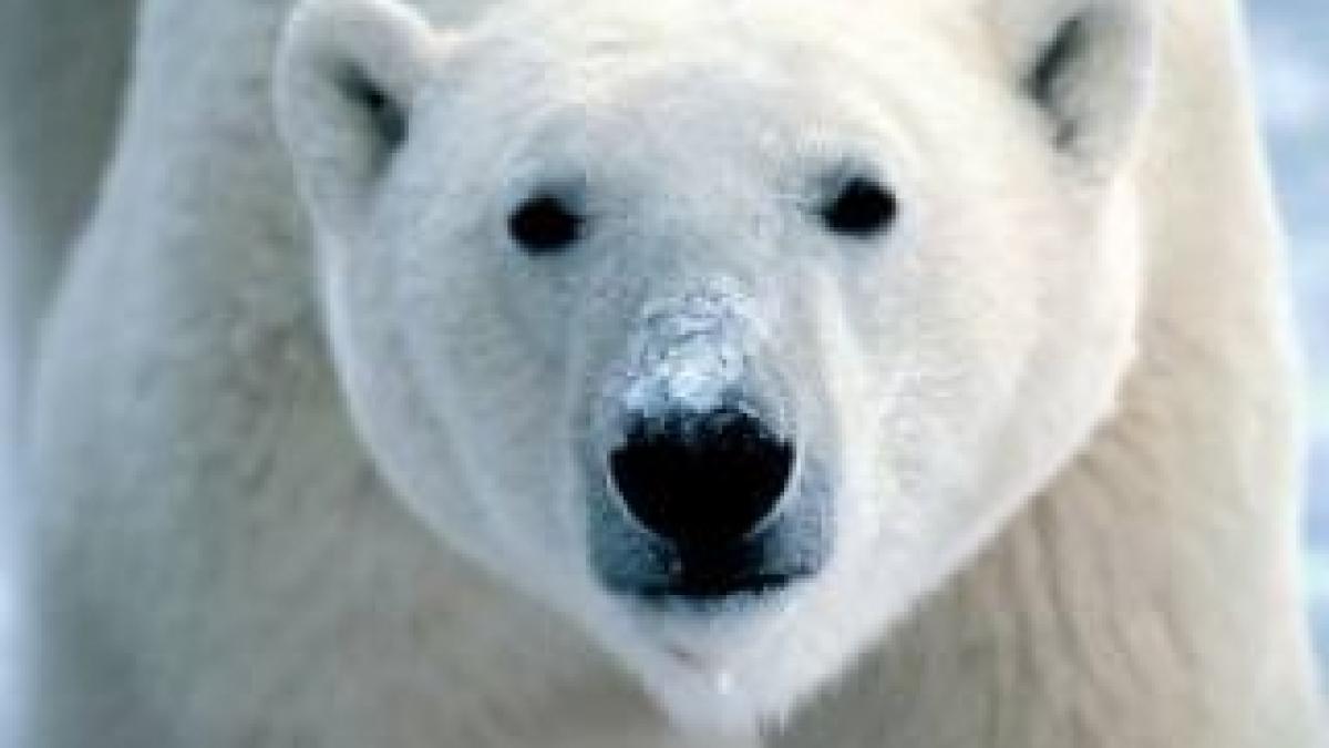 un-urs-polar-a-ucis-un-englez