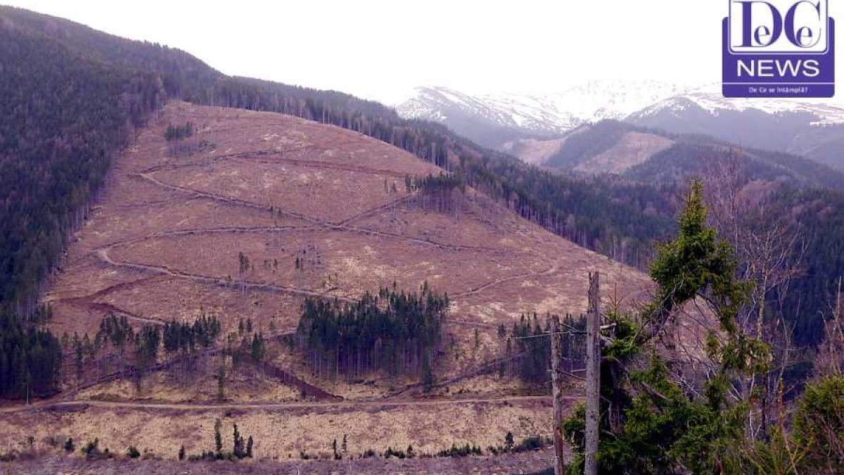 defrisari_defrisare_paduri_01_36001500