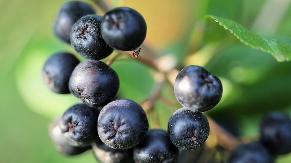 aronia-fruct-aronia-pxb_14151400
