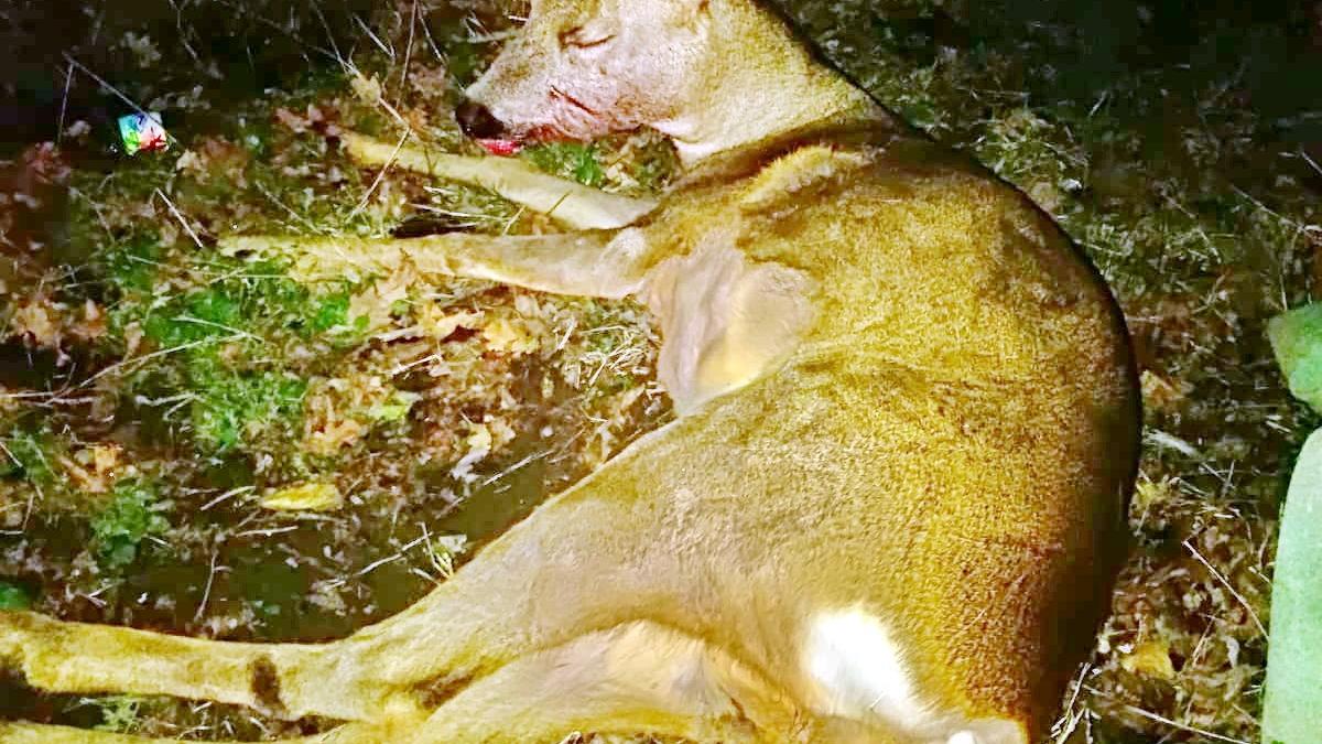 whatsapp-image-2019-12-11-at-11-07-26_45076000