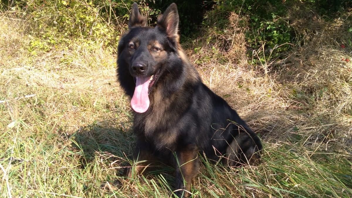 caine-politist_79096700