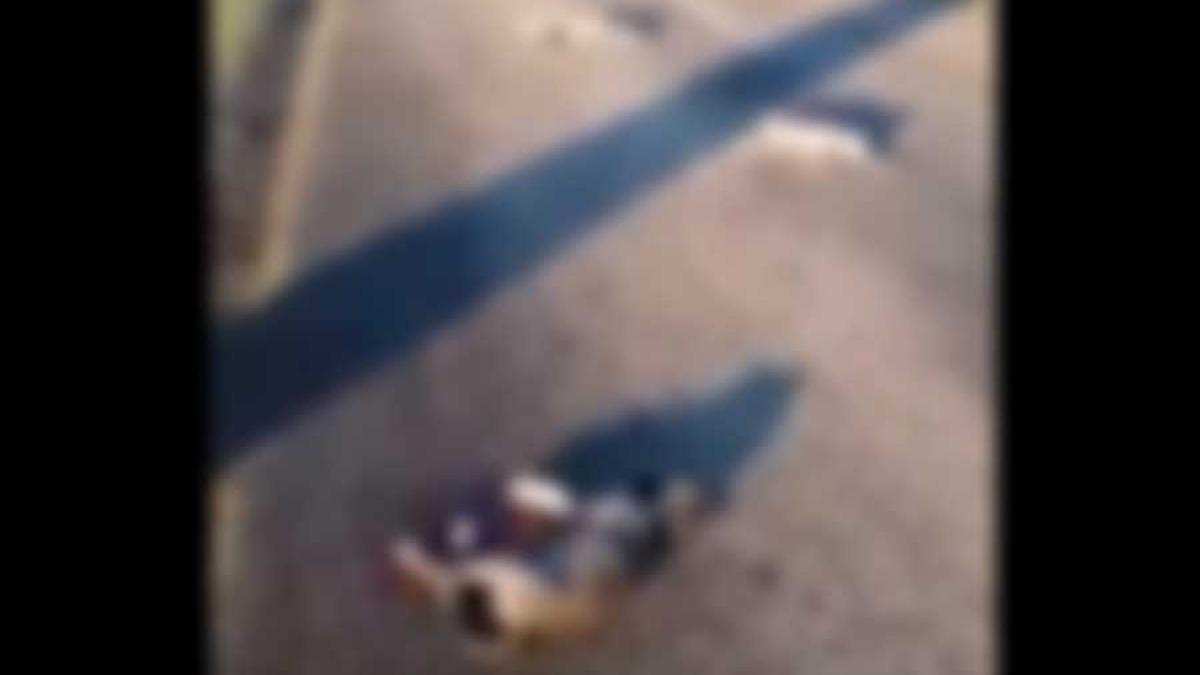 caini_impuscati_suceava_cpv_37458400