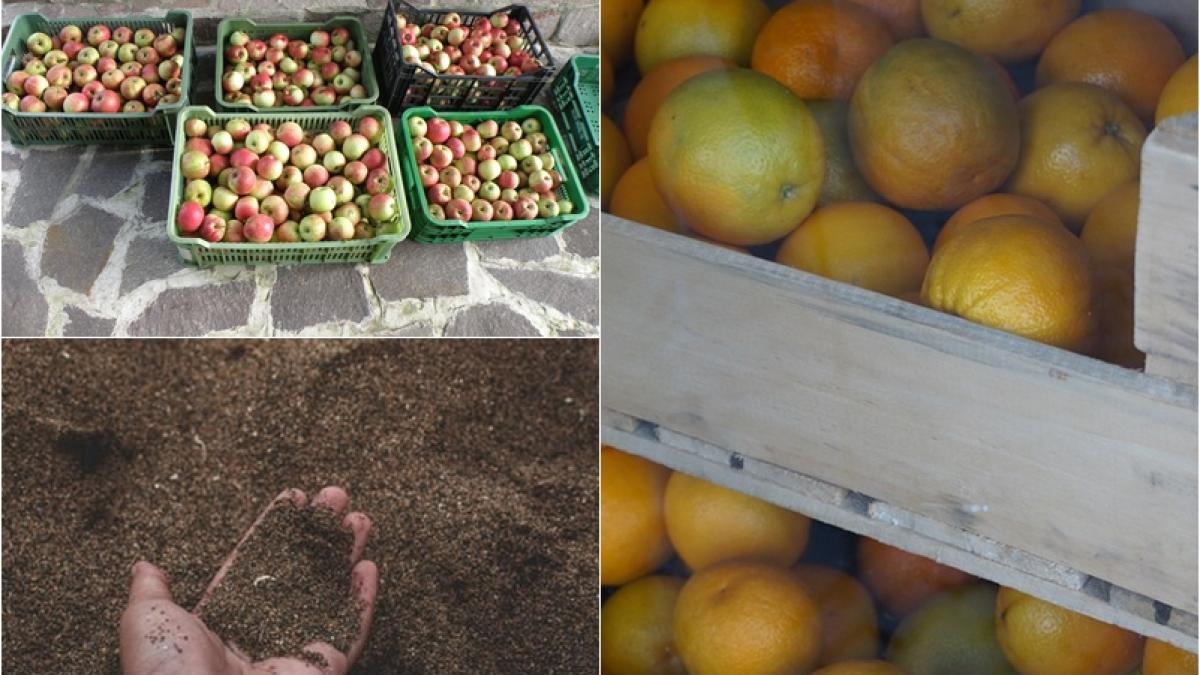 fructe-lada-nisip-truc_69325400