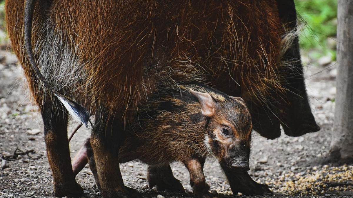 porci_mistreti_pui_pxb_08195100