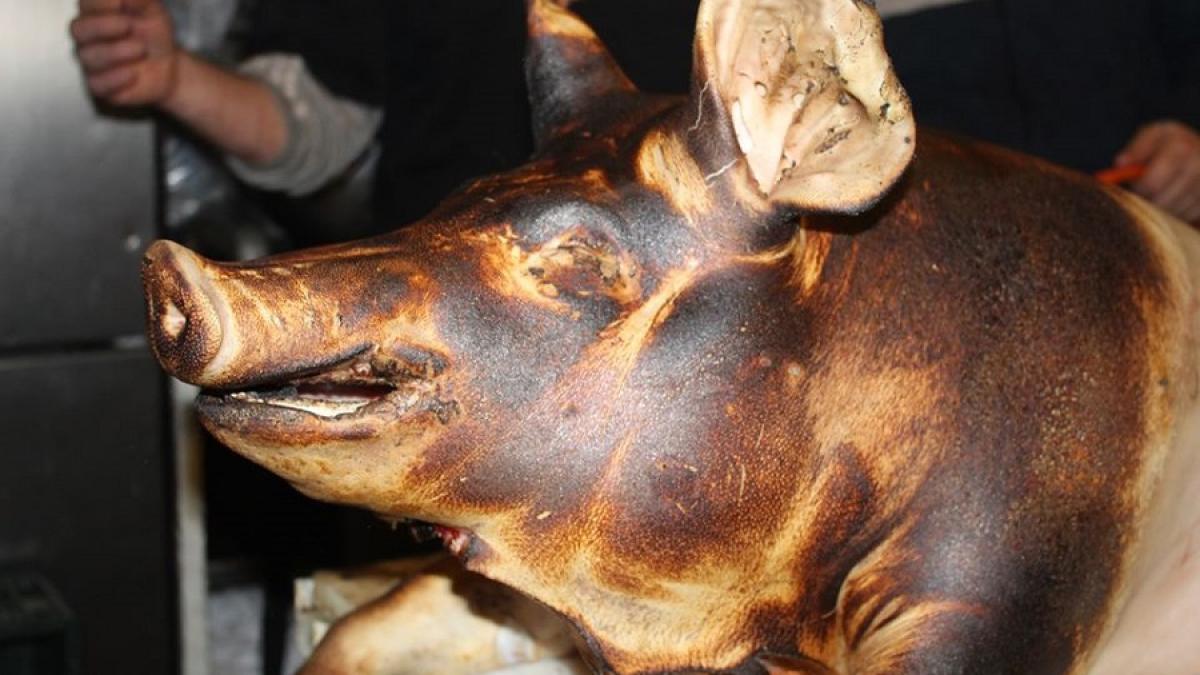 porc_parlit_anglia_enache_fb_00356800