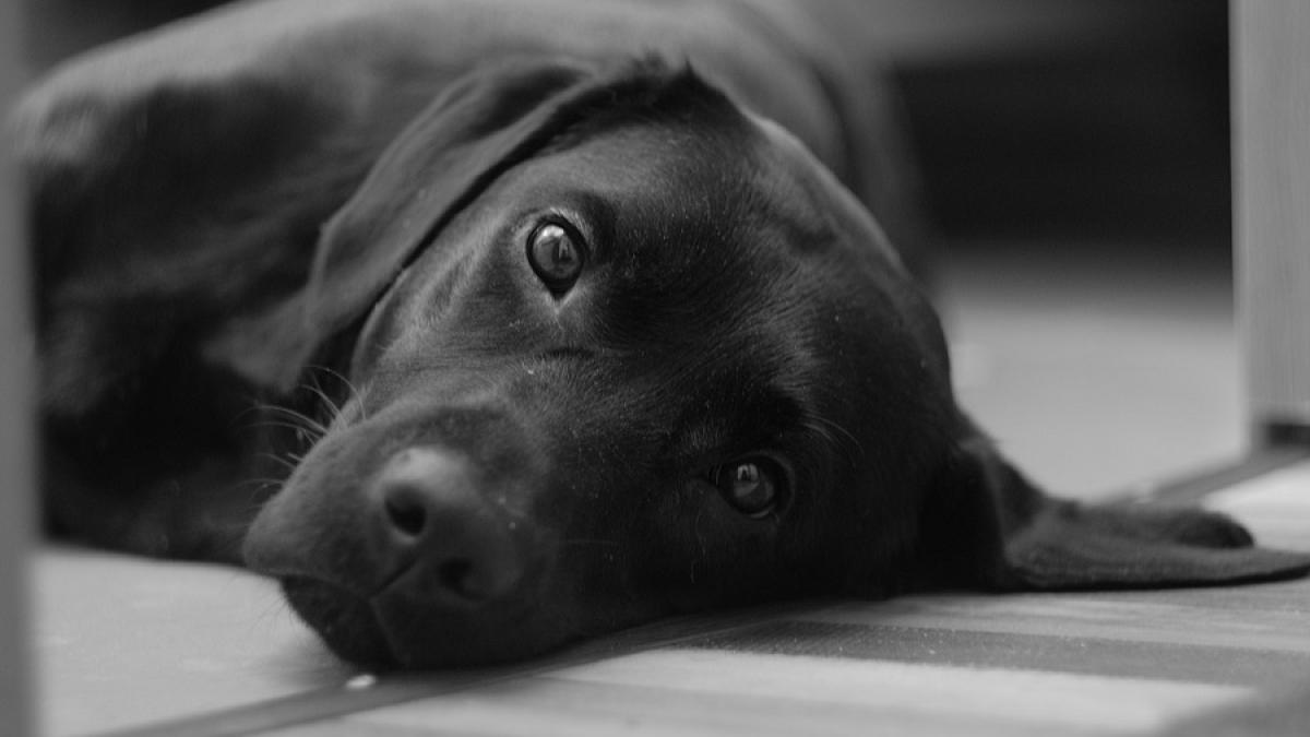 labrador_negru_pxb_75761800