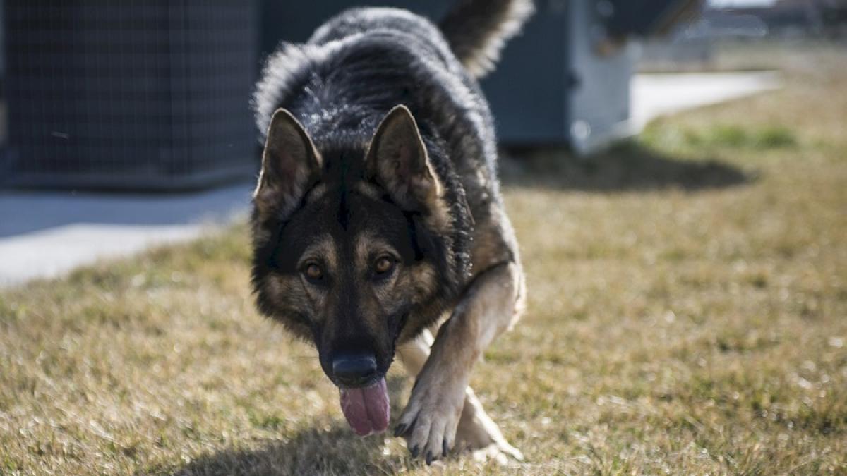 caine_lup_casa_pxb_31465800