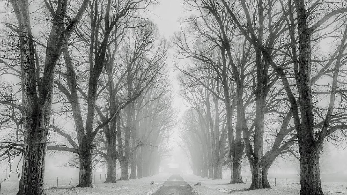 iarna-zapada_drum_ninsoare_39384600