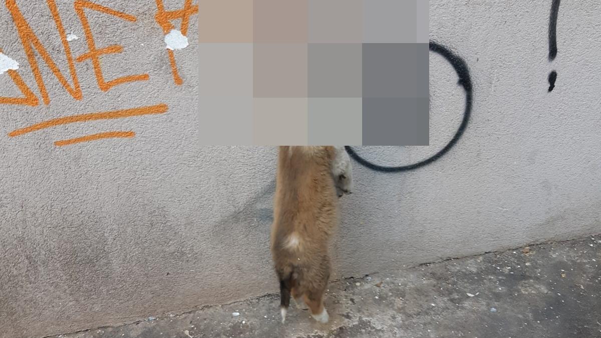 caine_spanzurat_foto_marinescu_62470800