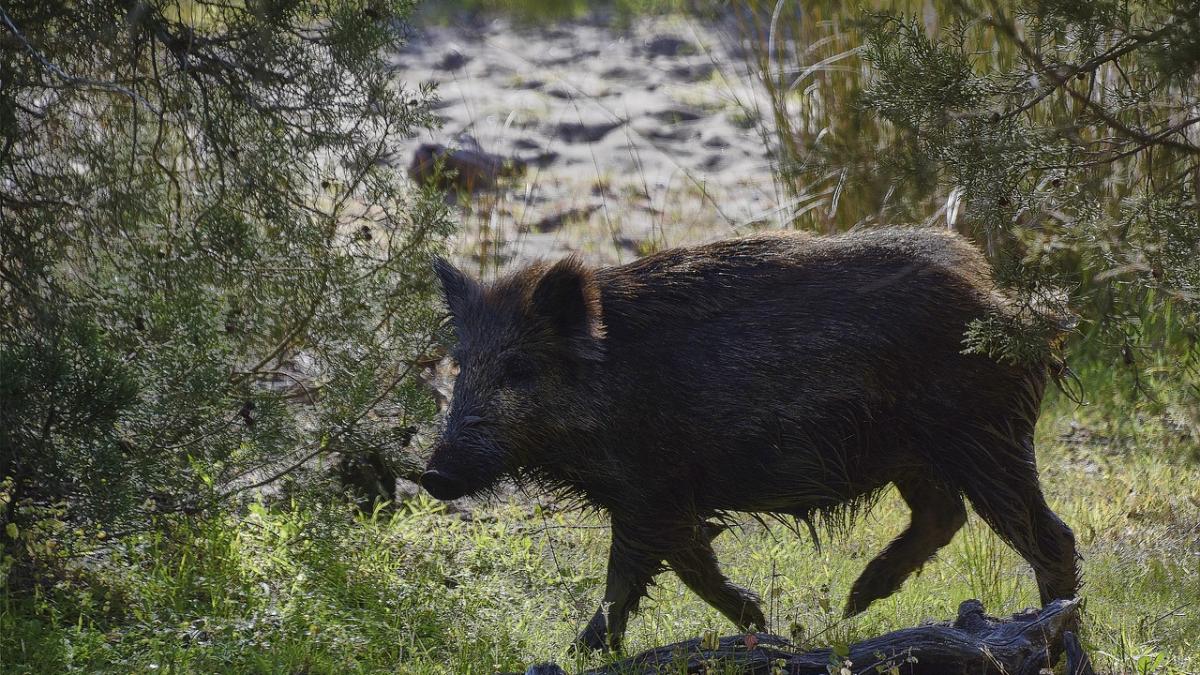 porc_mistret_natura_vanatoare_pxb_48887500