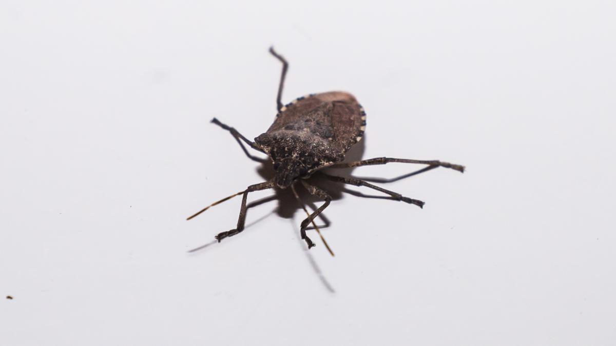 gandac_imputit_3_of_5_97692900