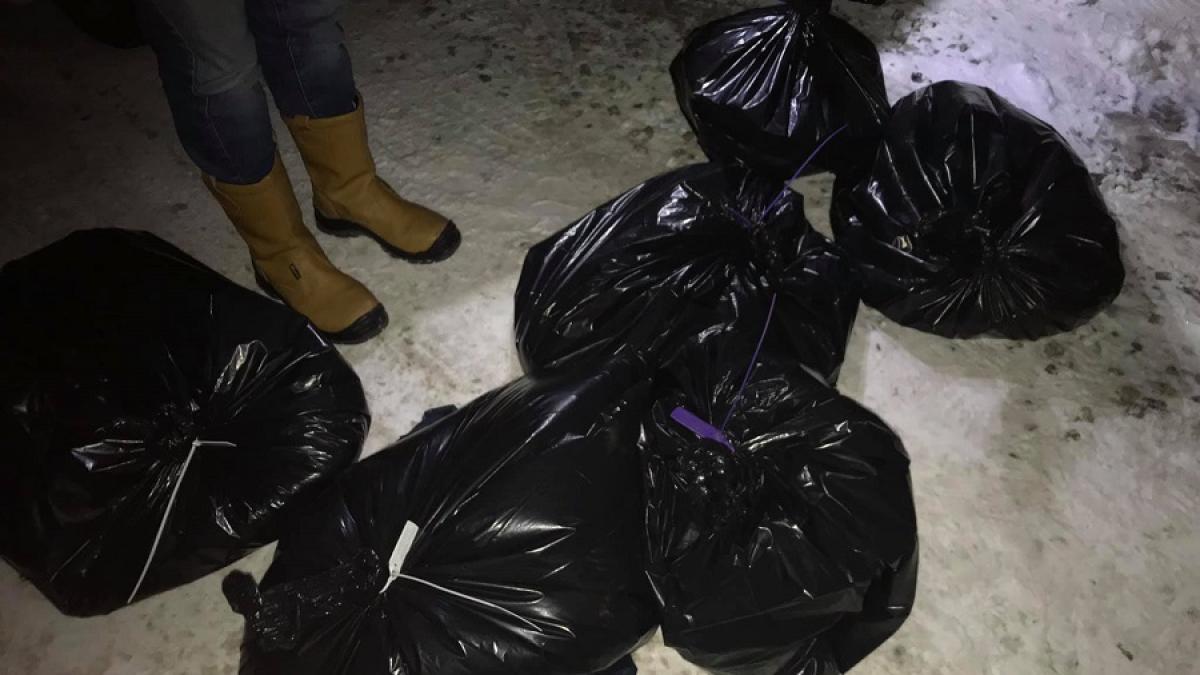 caini_morti_suceava_01_10512800