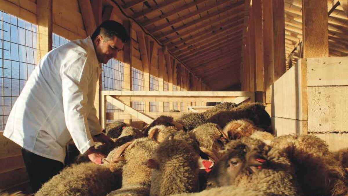 oi_salvate_peris_adapost_arca_09938000