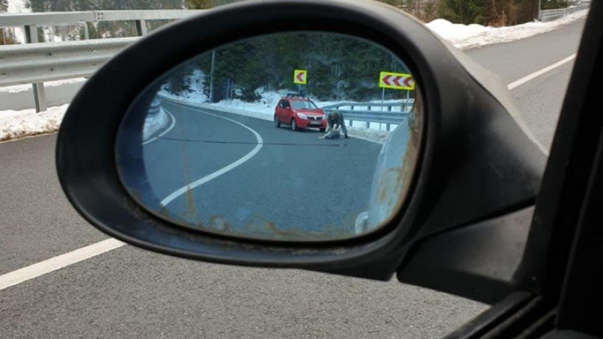 caine-impuscat_66641300