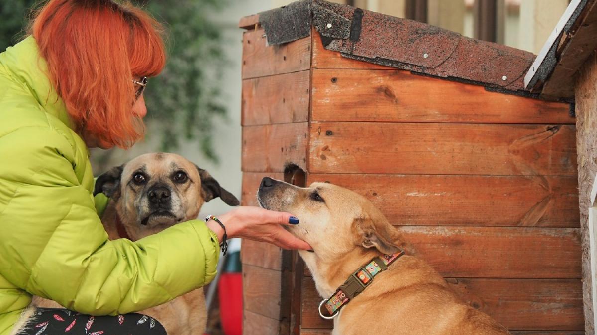 caini_topescu_arca_asociatie_fb_61197900