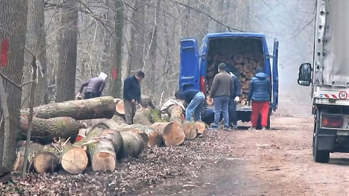 copaci_taiati_padurea_baneasa_cpv_04157700