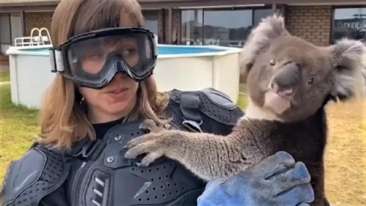 reporter_pacalit_koala_australia_cpv_23177800