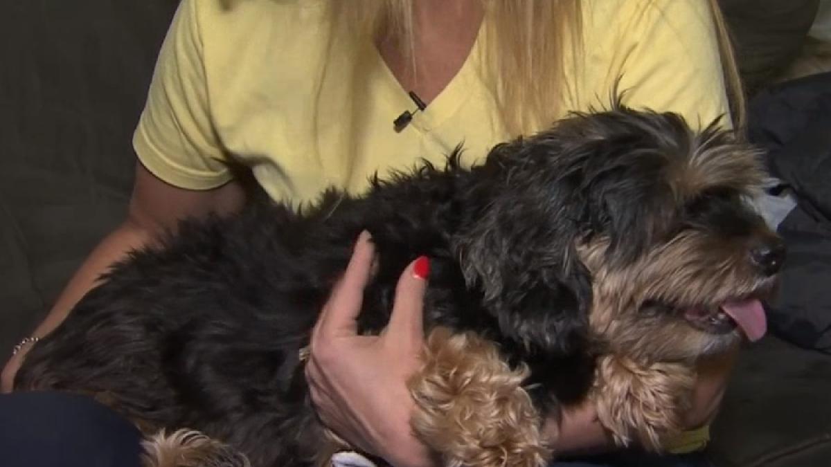 shaggy_regasit_cu_cip_cpv_01357500