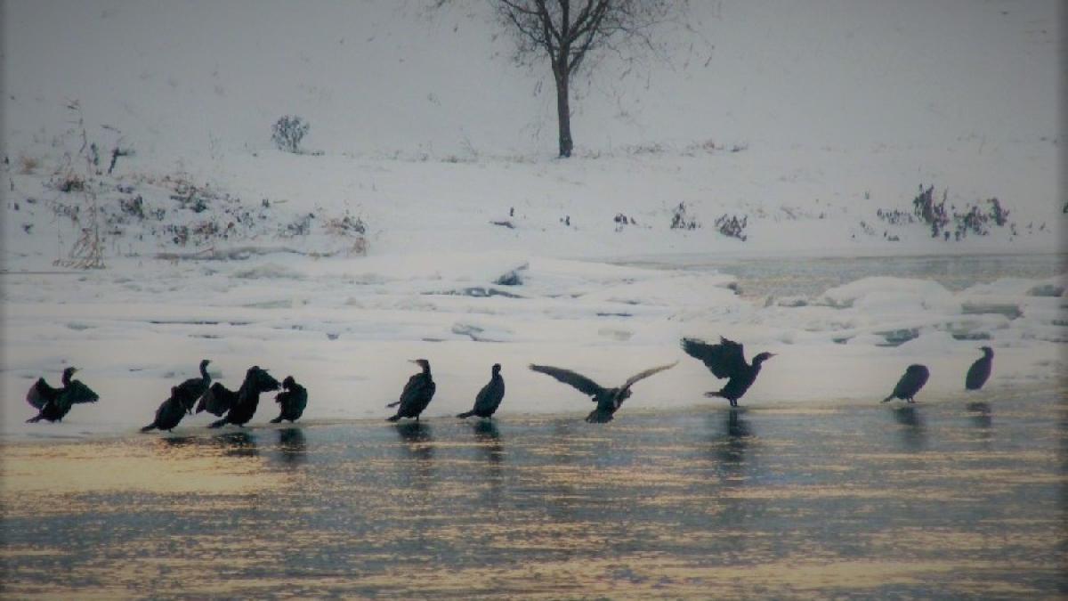 cormorani_lac_50615700