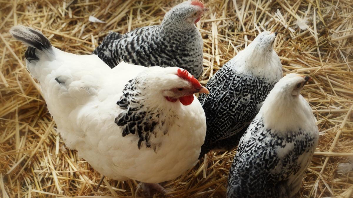 gaini-ferma_49036400