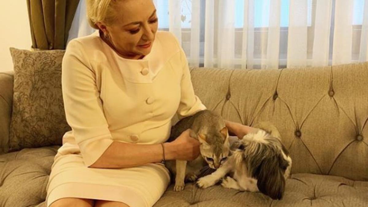 dancila_animale_companie_32398300