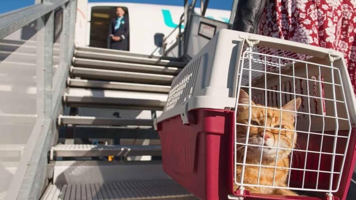 animale-compamie_33616100