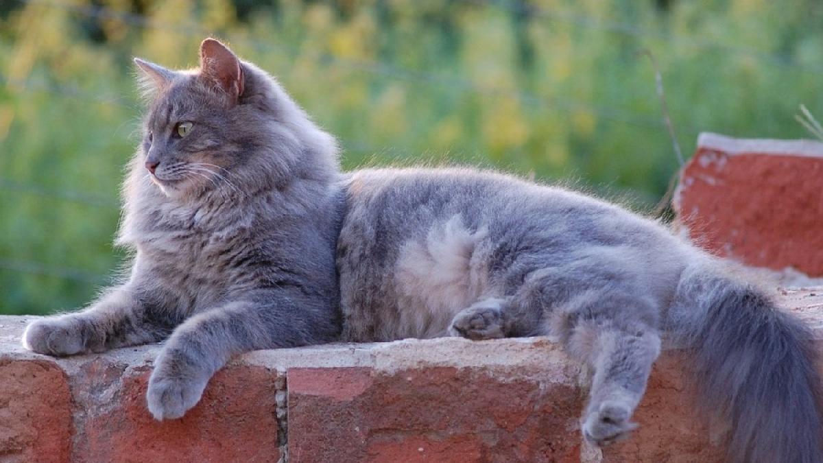 pisica_gri_pxb_15429900