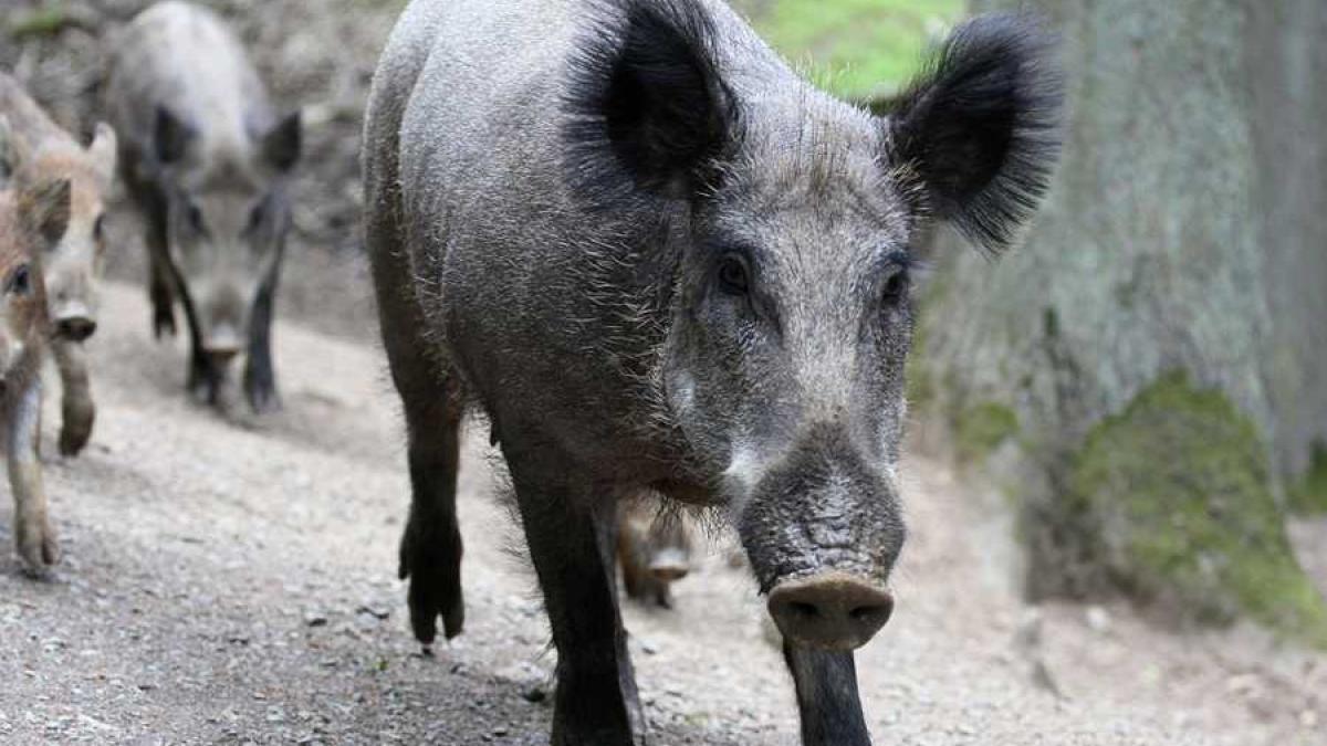 porci_mistreti_liberi_26925000