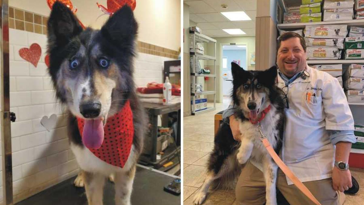 husky_jubilee_adoptata_fb_42773300