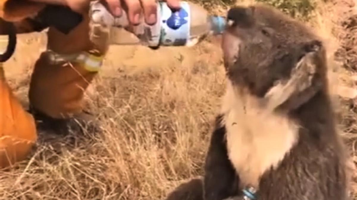 koala_apa_pompier_australia_incendii_cpv_08502700