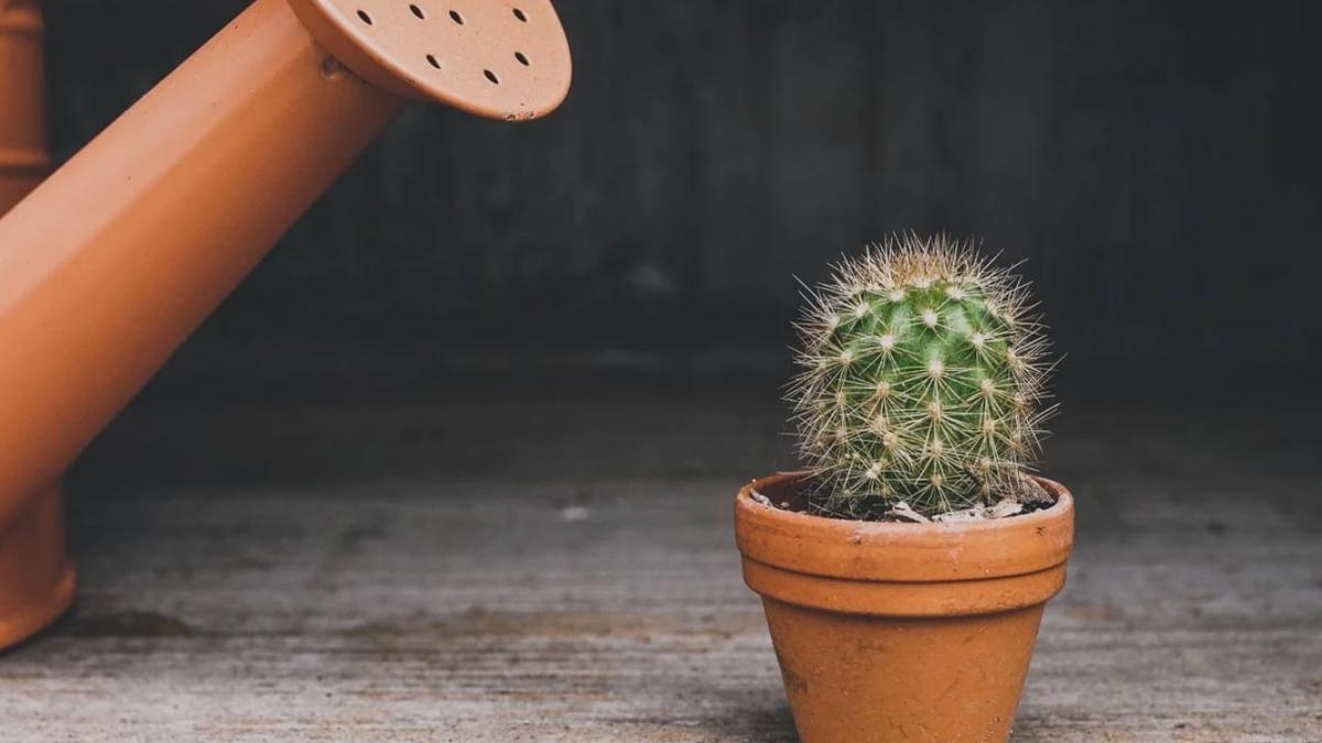 cactus_planta_39020400