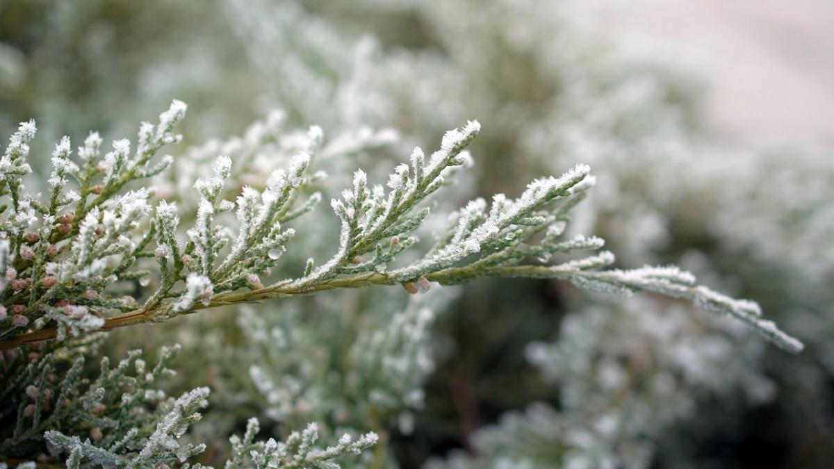 frig-iarna-vremea_25274400