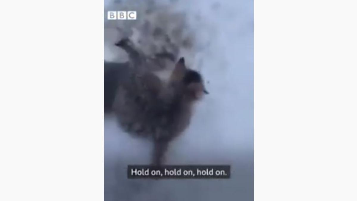 pisici_zapada_captura_youtube_43789200