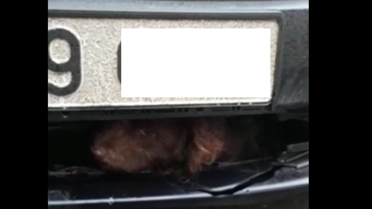 screenshot-2020-01-27-at-19-47-23_13333100