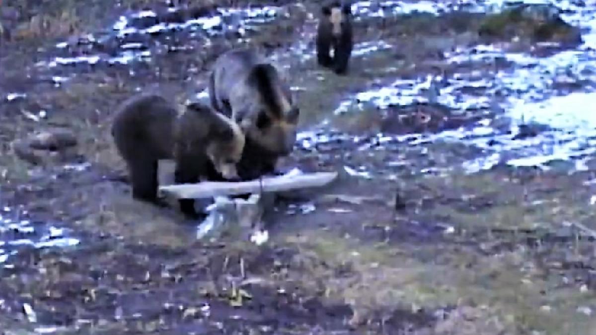 ursi_vrancea_cpv_real_68054700