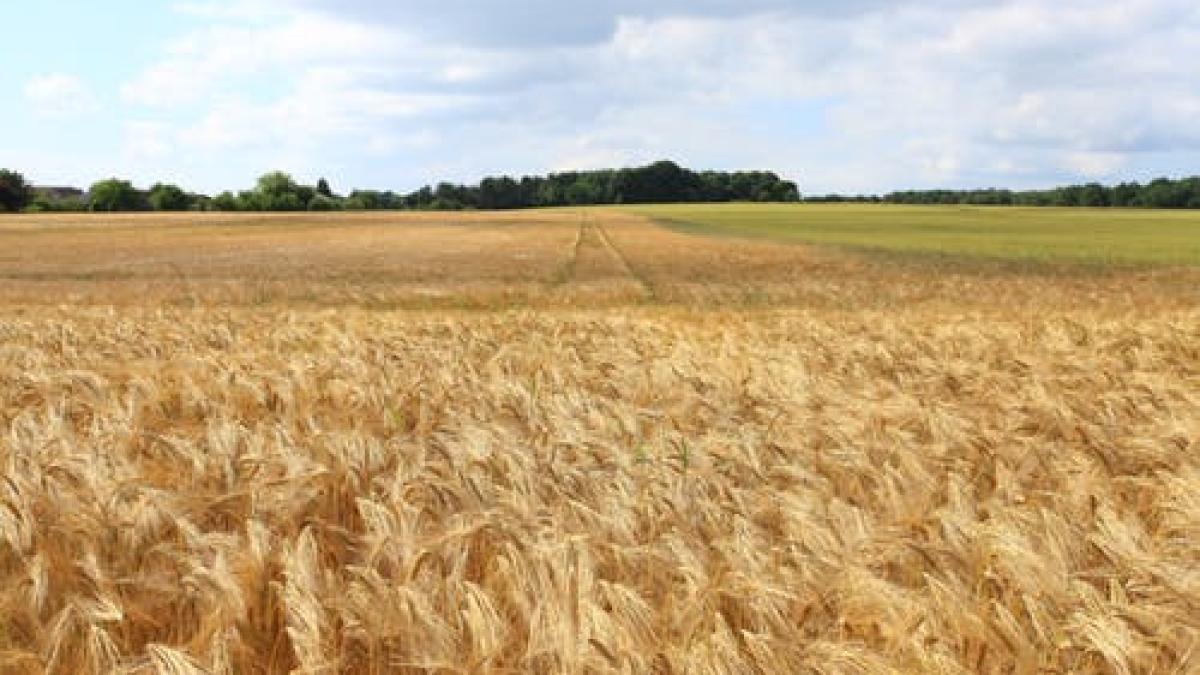 grau-agricultura-plante-biotehnologie_94962400