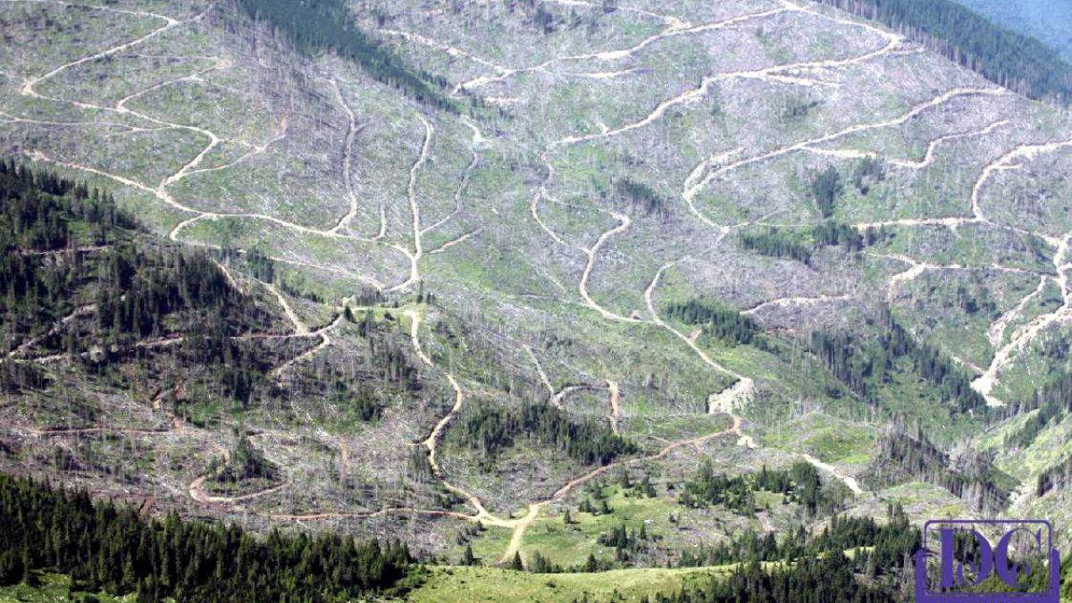 defrisari_defrisare_paduri_79398700