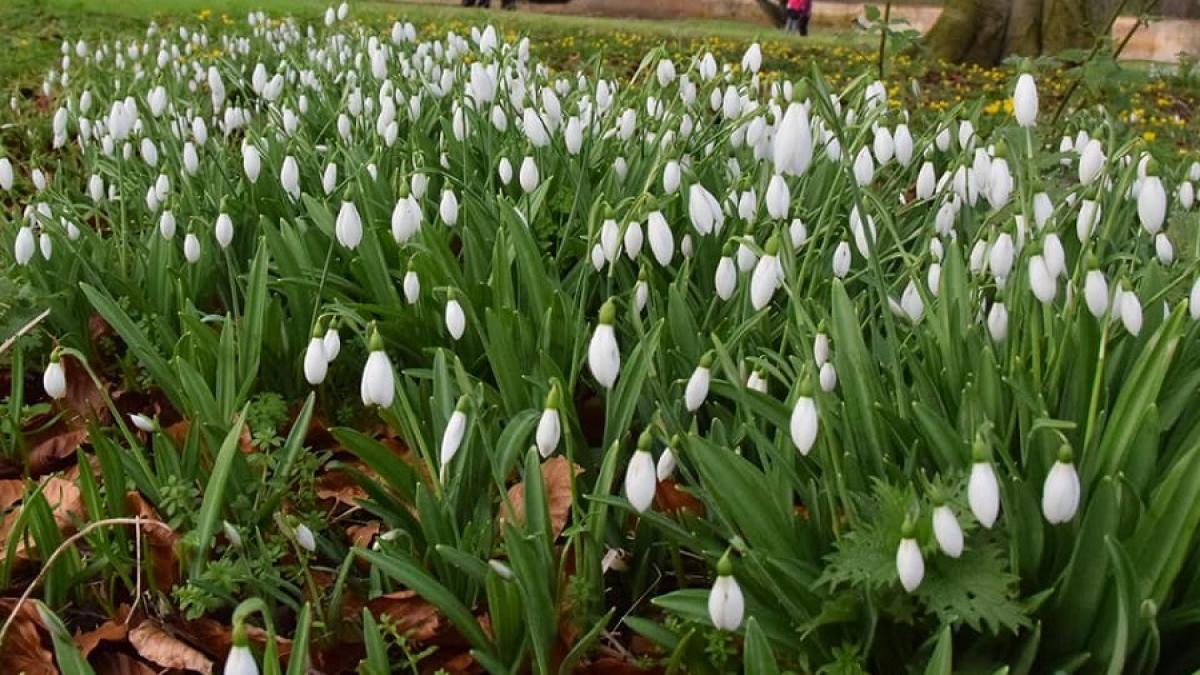 ghiocei_camp_primavara_parc_92599800