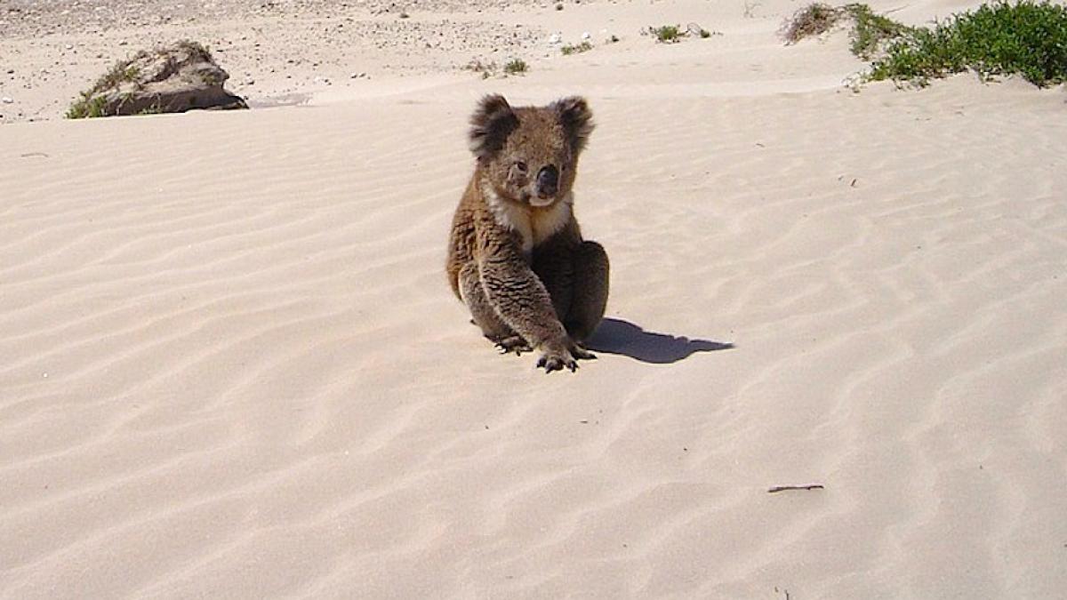 koala-nisip_australia_88556600